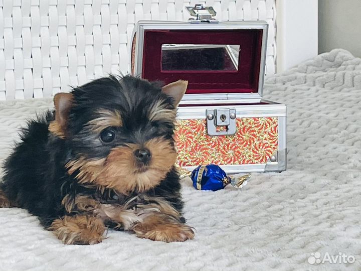 Йоркширский терьер