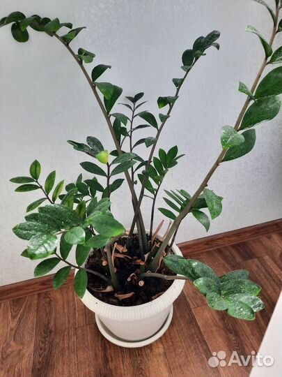 Замиокулькас