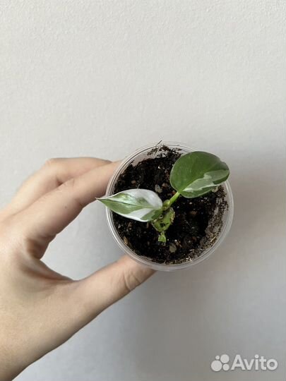 Филодендрон