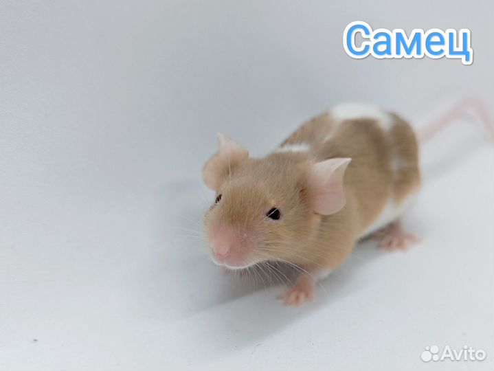 Декоративные мышки