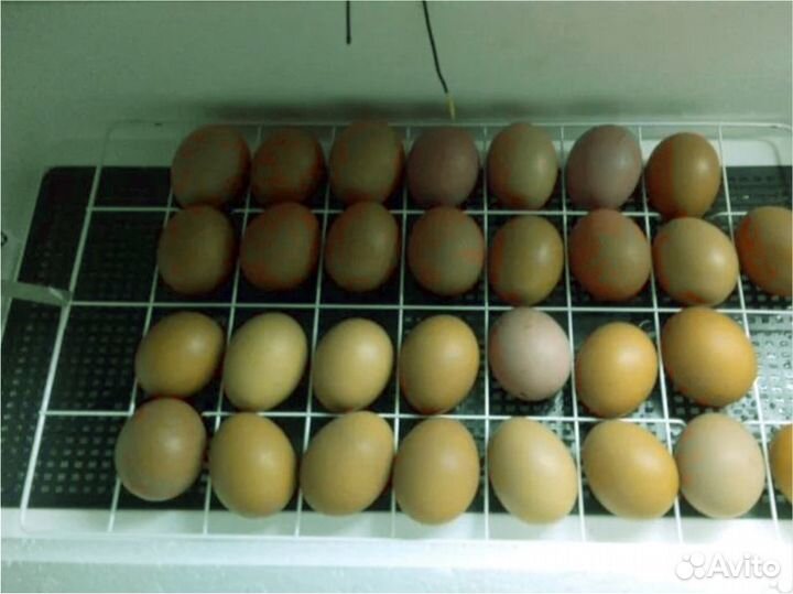 Инкубатор автоматический