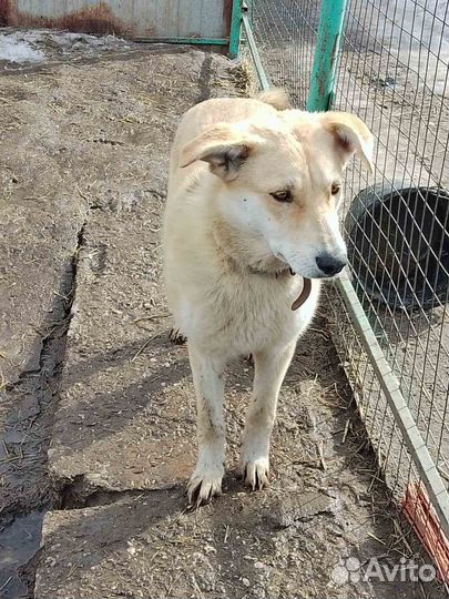 Девчушка в добрые руки