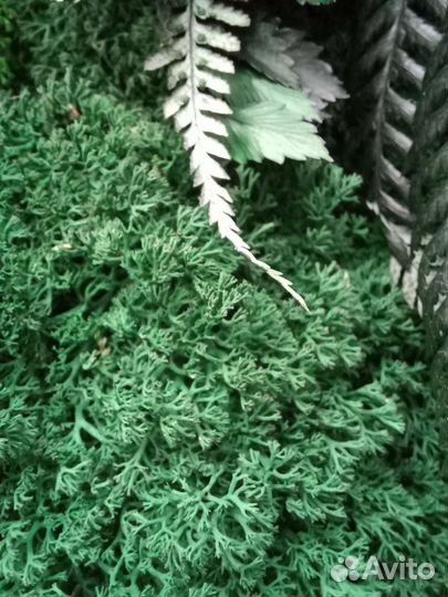 Панно со стабилизированным мхом и растениями