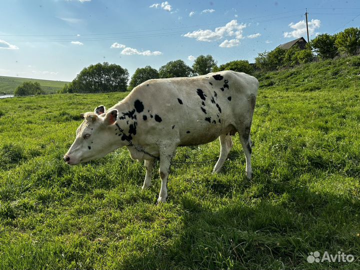 Продается нетель