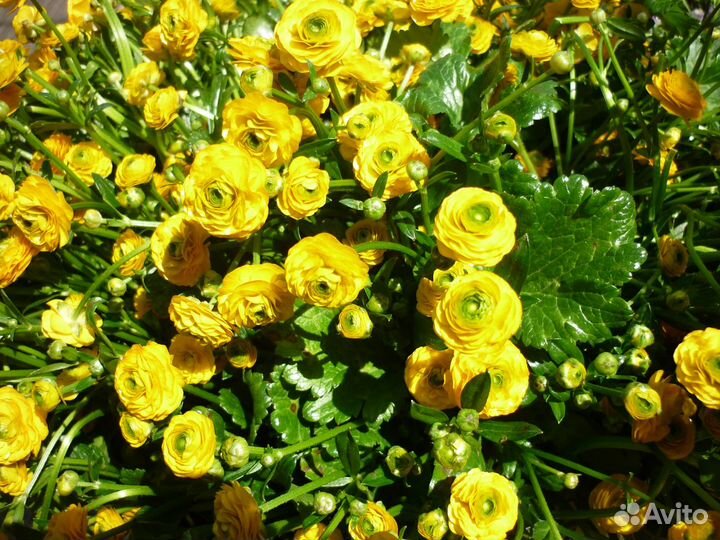 Ранункулюсы-жёлтые лютики