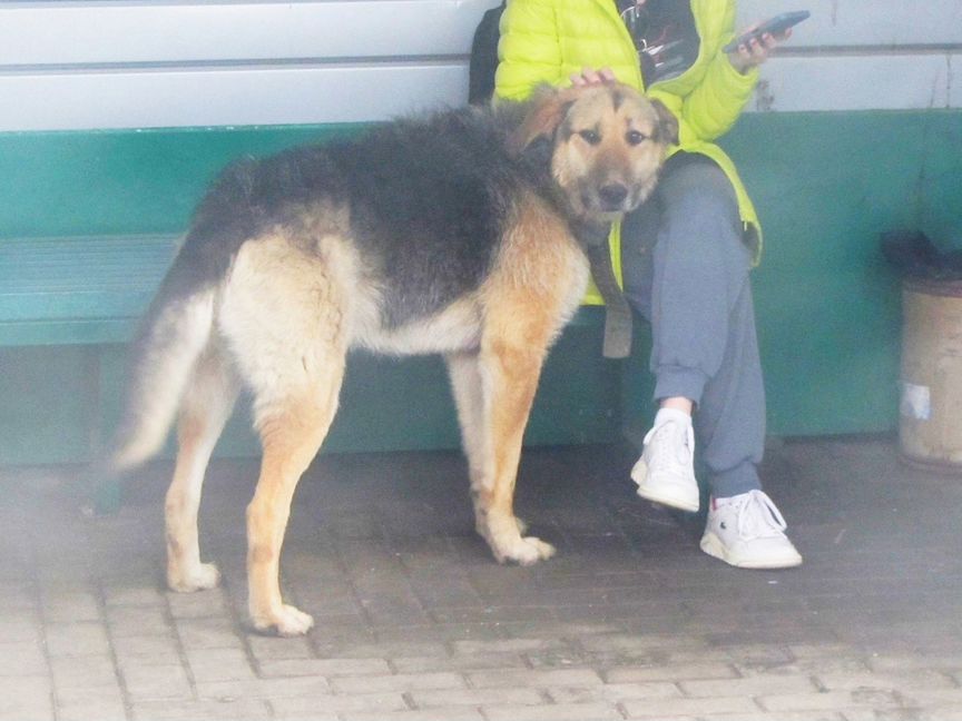 Большой добрый пёс-ищет дом