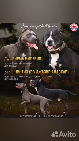 Американский питбультерьер щенки