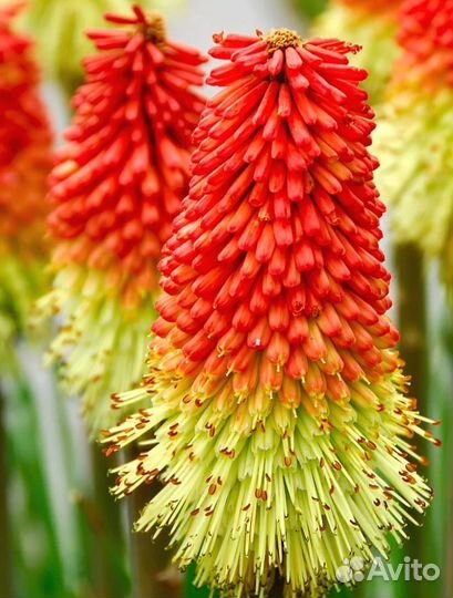 Книфофия семена