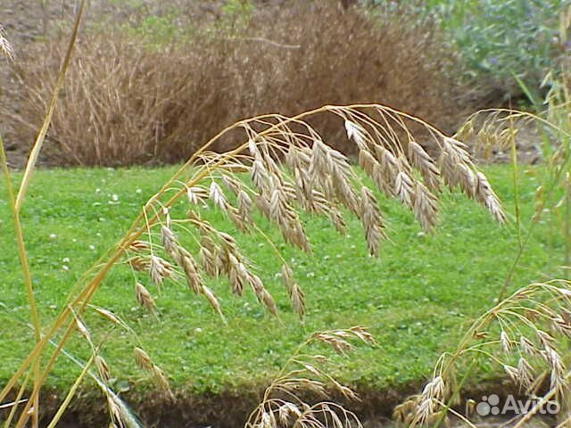 Семена костер кострец безостный