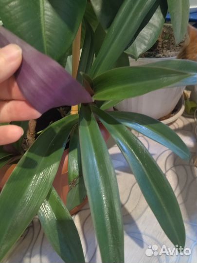 Цветы для вашего интерьера