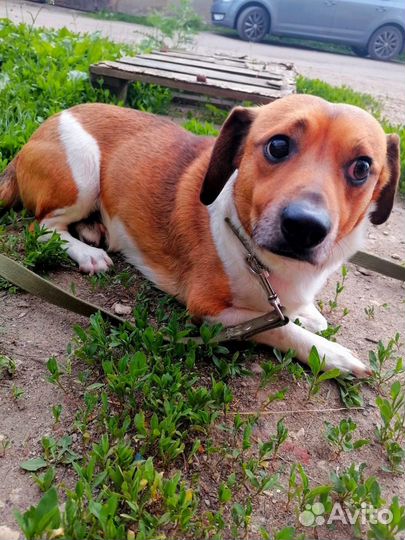 Маленькая собака мальчик в добрые руки бесплатно