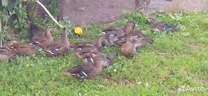 Подсадные утки