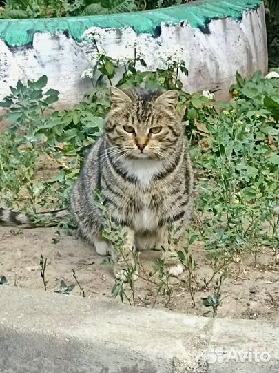 Кошка в дар