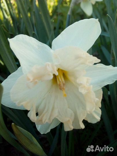 Нарциссы луковицы