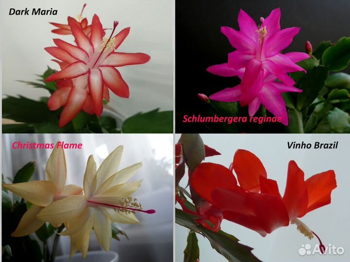 Декабрист Шлюмбергера (лат. Schlumbergera)