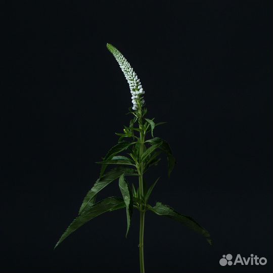 Вероника Микс