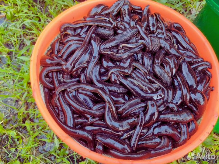 В Продаже Пиявка