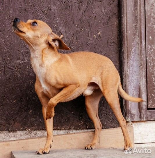 Собака в добрые руки