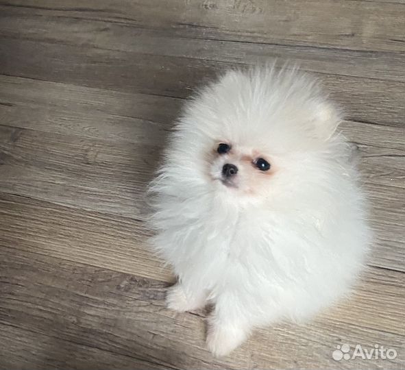Померанский шпиц мини девочка