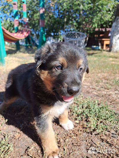 Щенок немецкой овчарки
