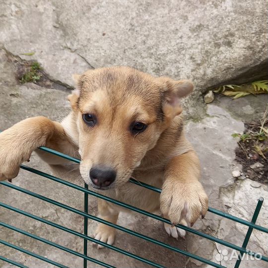 Щенок девочка в добрые руки