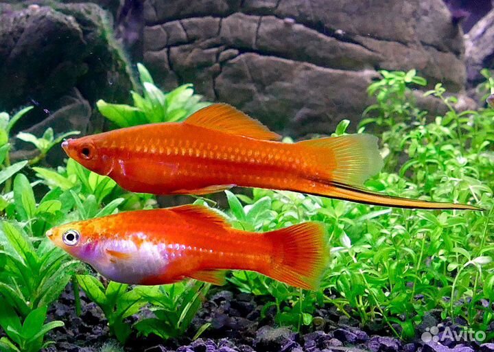 Аквариумные рыбки
