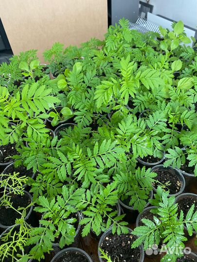 Рассада цветов