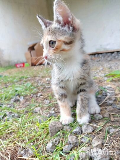Котятки ищут дом
