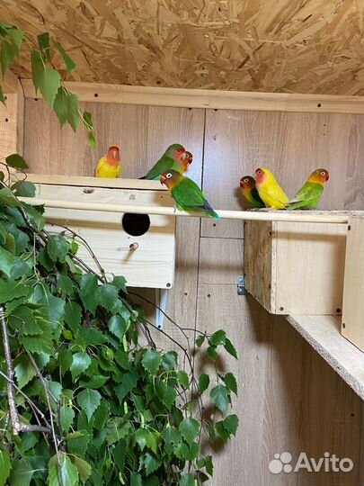 Попугаи неразлучники фишера и масковые