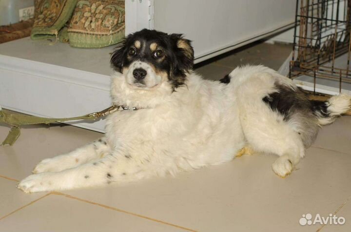 Небольшая собака ищет дом