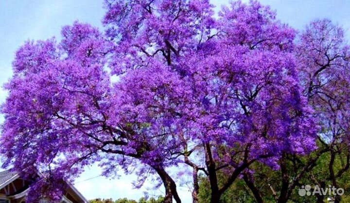 Павловния Войлочная, семена