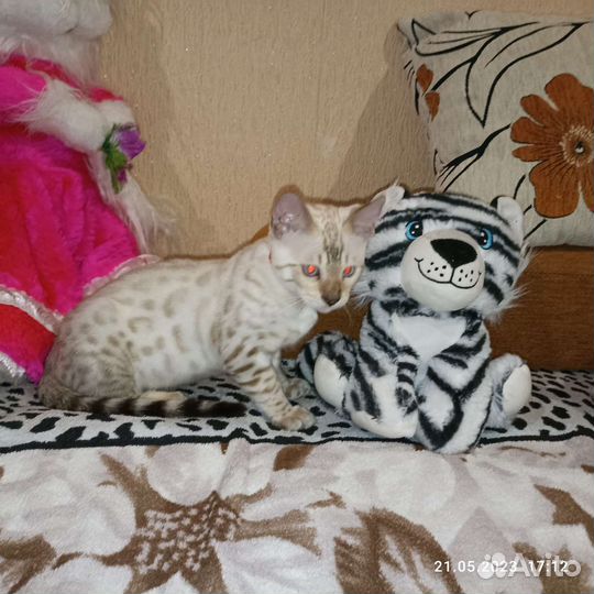 Бенгальские снежные котята