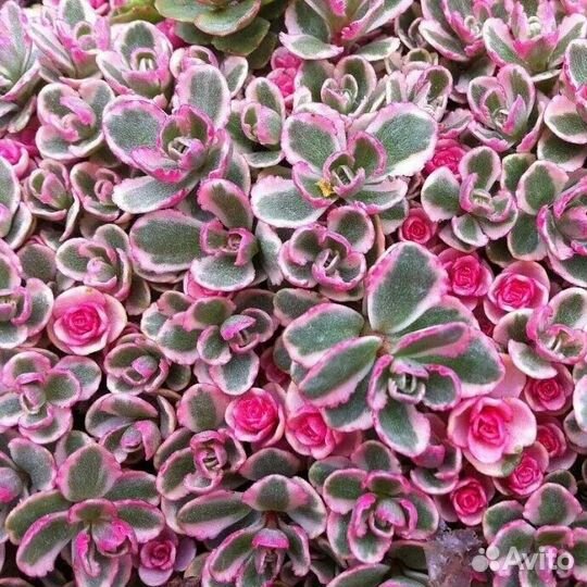 Почвопокровные многолетники