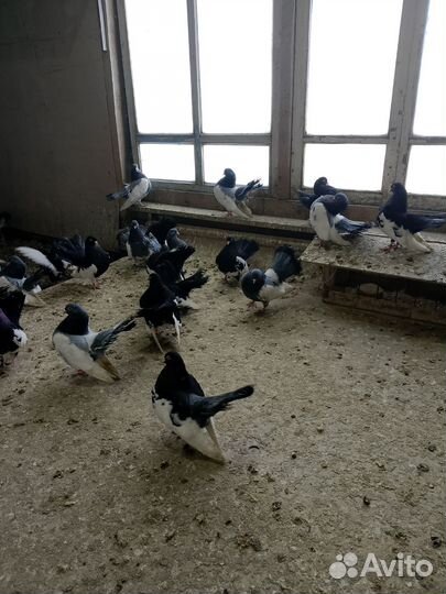 Продажа голубей