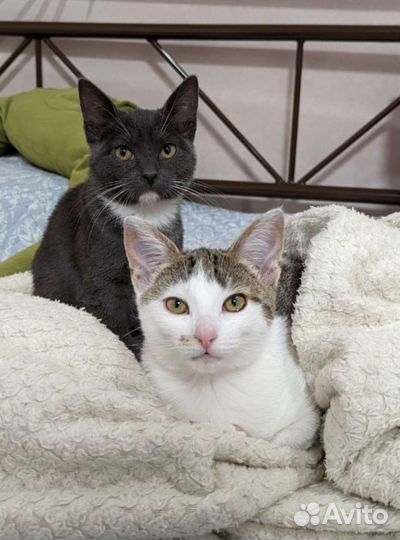 Котята/ кошечки/коты ищут дом