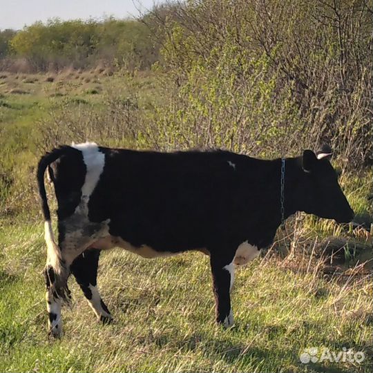 Карова дойная первателак