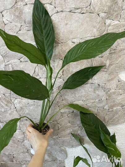 Спатифиллум diamond