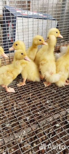 Утки,утята цыплята, гусята