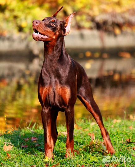 Отдам добермана