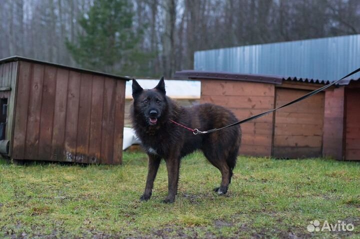 Отдам в добрые руки