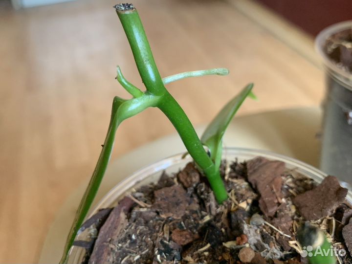 Орхидея Ванила и микросорум