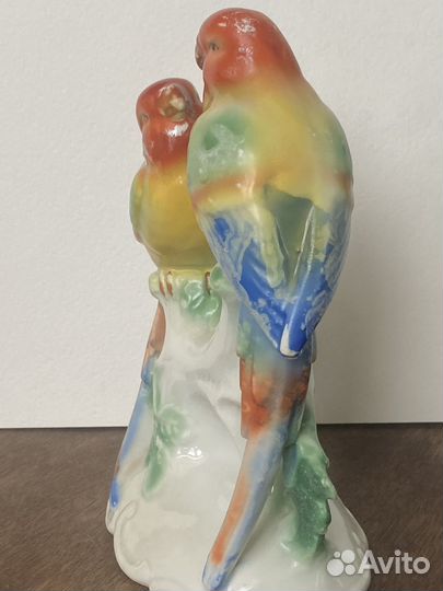 Попугаи Германия