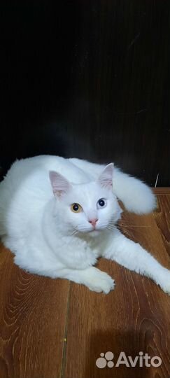 Кот домашний