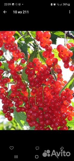 Смородина красная, чёрная, белая