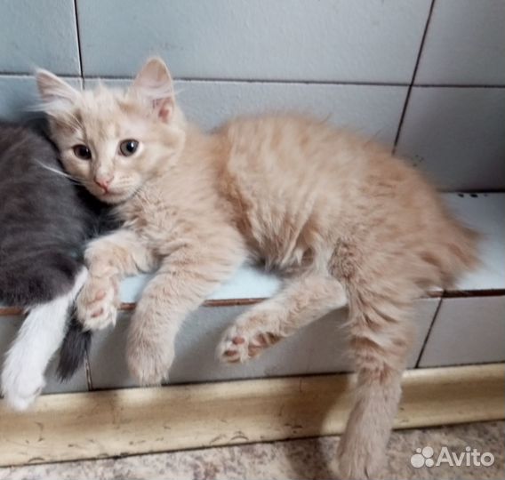 Котята