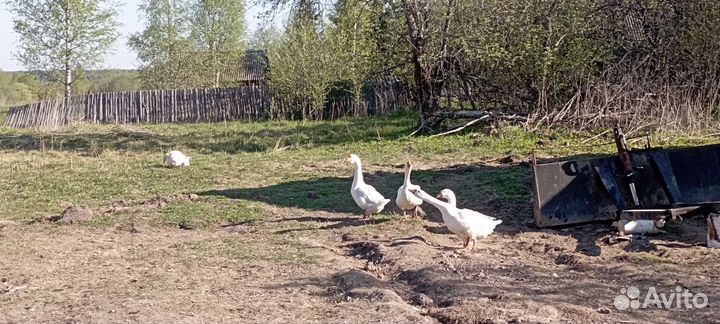 Инкубационное яйцо гусей линда