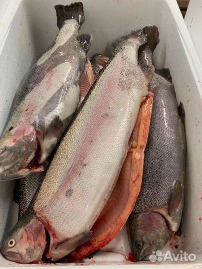 Форель из Карелии