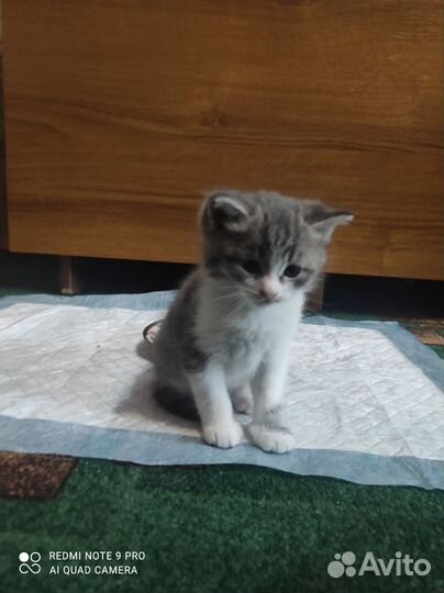 Шотландский котенок мальчик