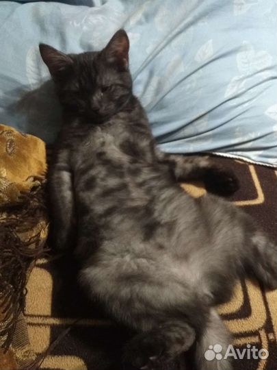 Домашние животные кошки