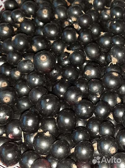 Черная смородина ягода